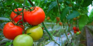 Цветение, формирование завязей, созревание томатов зависят от сорта, климатических особенностей региона и условий текущего сезона