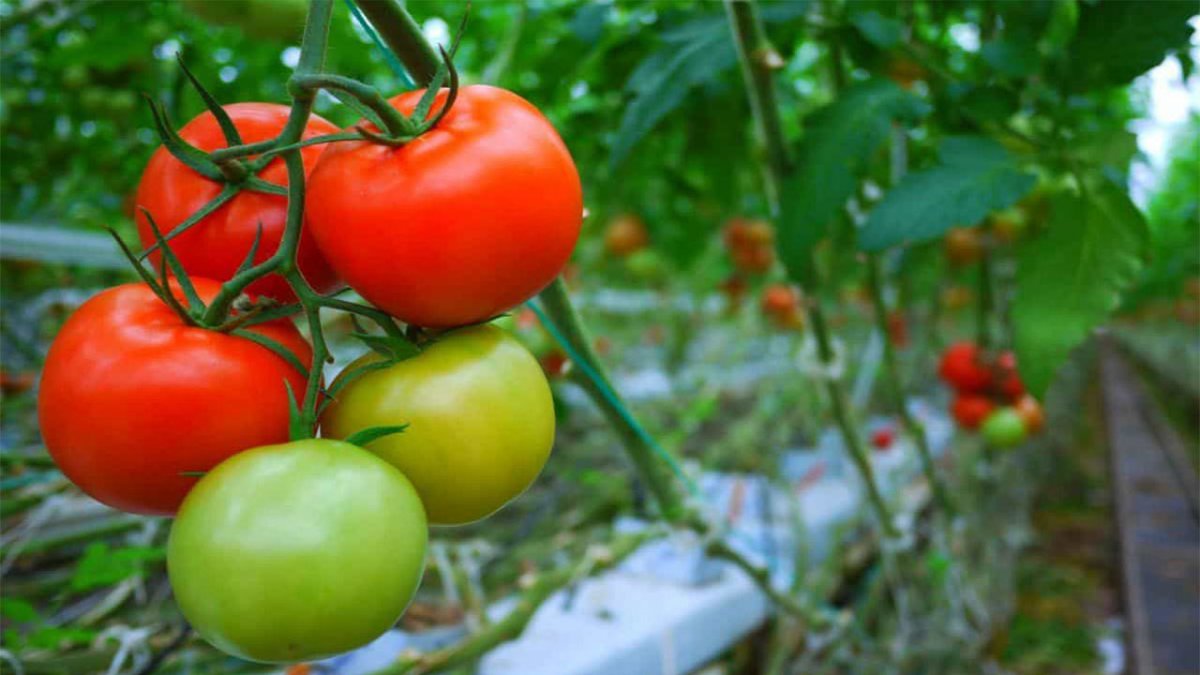 Календарь ухода за томатами по месяцам. Фото — Ботаничка