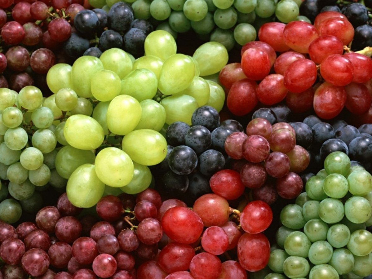 16 лучших сортов винограда для Подмосковья и средней полосы. Описание.Урожайность. Фото — Ботаничка