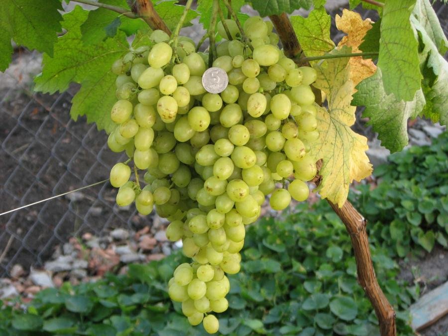 сорта винограда для подмосковье