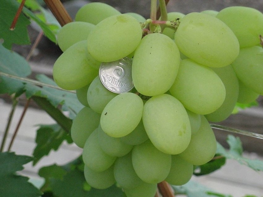 ультраранние сорта винограда для подмосковья