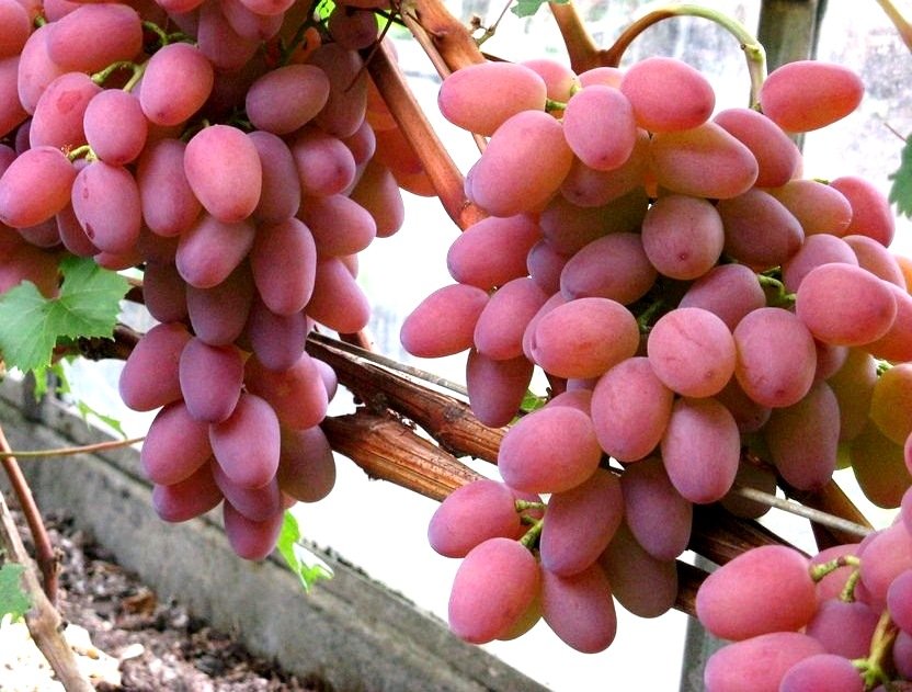 Сорта винограда для средней полосы России с фото и описанием