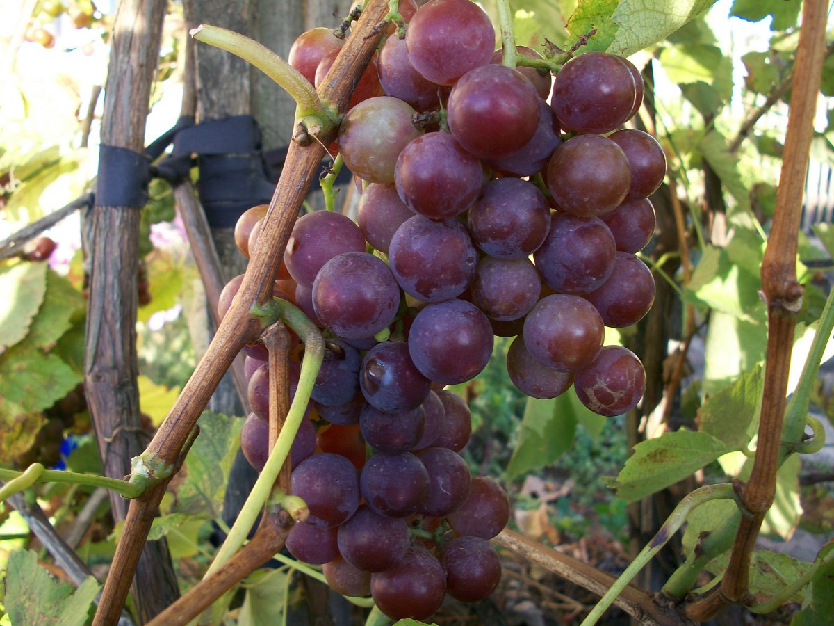 Как ухаживать за виноградом летом для достижения обильного урожая —Ботаничка