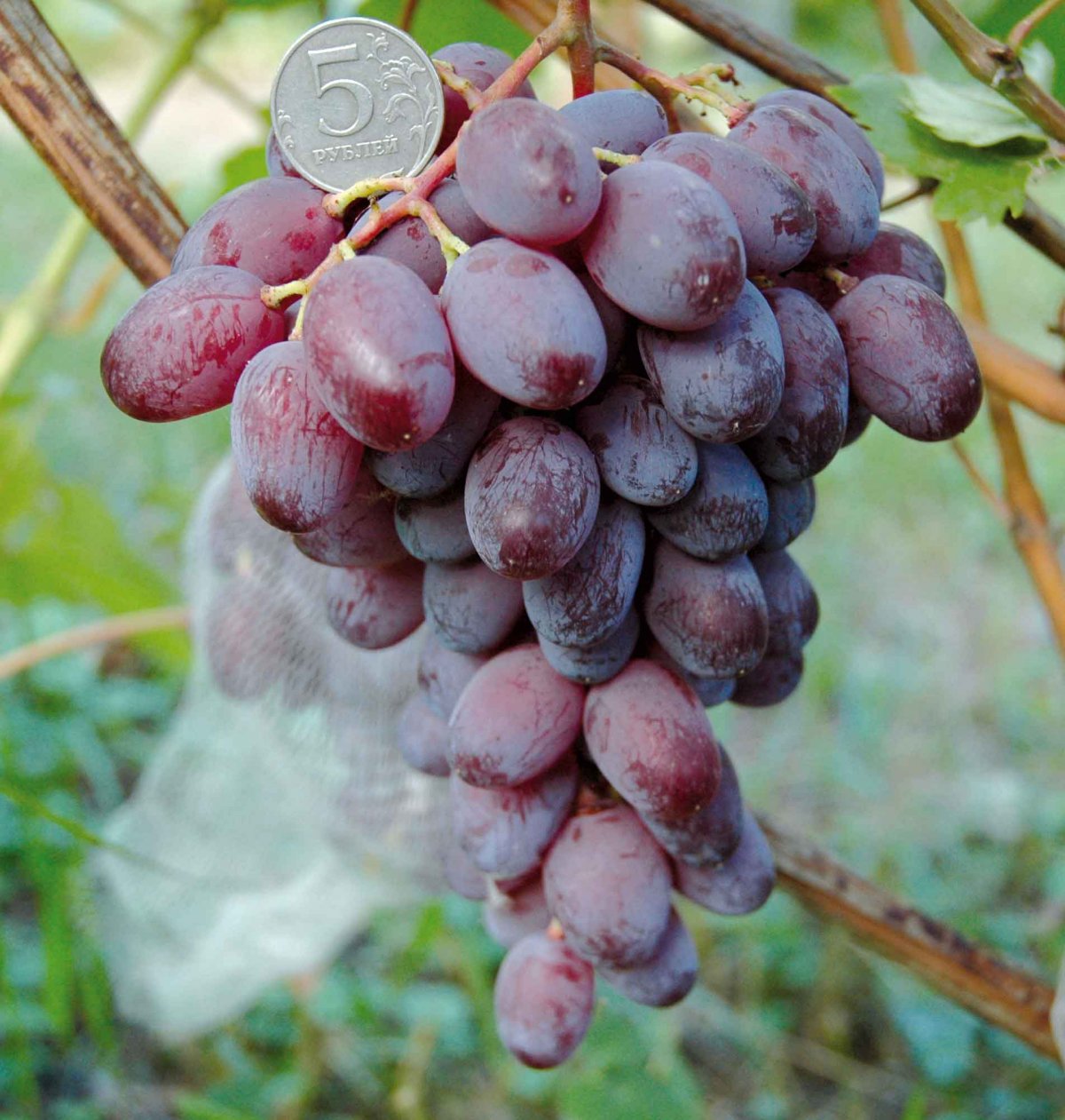 16 лучших сортов винограда для Подмосковья и средней полосы. Описание.Урожайность. Фото — Ботаничка