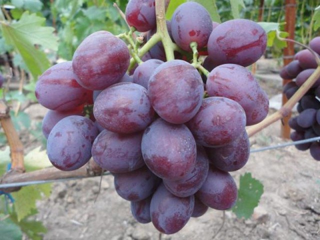 Виноград «Низина»