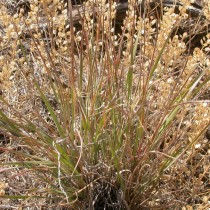 Житняк пустынный, или Узкоколосый (Agropyron desertorum)