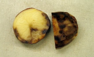 Клубни картофеля, пораженные фитофторой