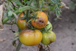 Плоды томатов, пораженные фитофторозом