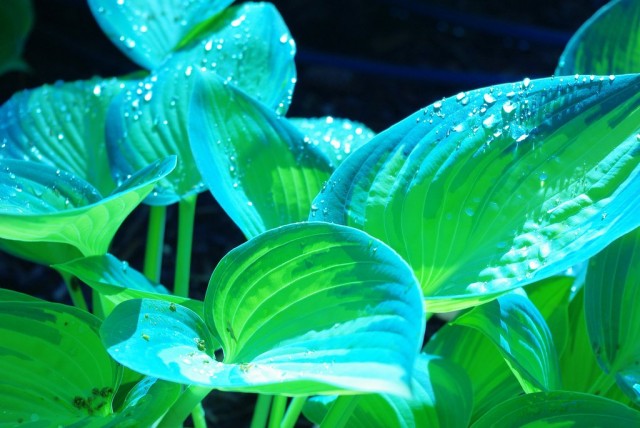 Голуболистные хосты любят укромное освещение, светлую полутень или места, где солнечные лучи попадают на листья только до полудня