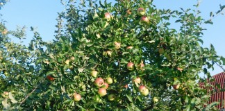 Календарь ухода за яблоней по месяцам