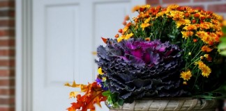 Каменные цветочницы — выбор растений, уход, роль в дизайне сада