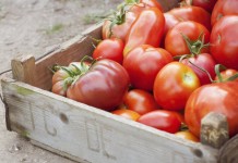 Как правильно дозарить и хранить томаты?