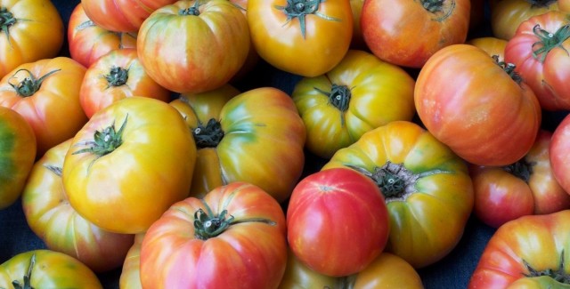 Собирают с куста томаты только с плодоножкой, ее отрезают, но не тянут с куста