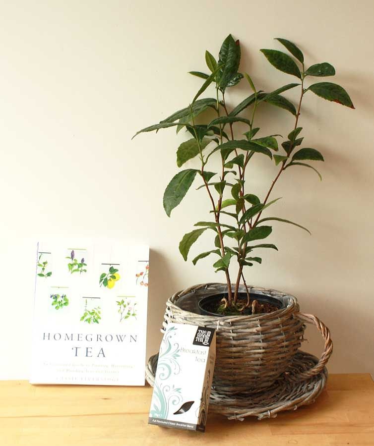 Как вырастить свой чай: секреты домашнего выращивания