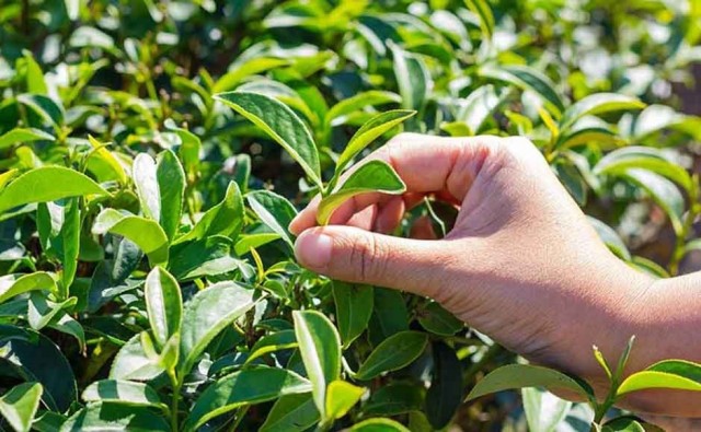 Сбор урожая чая - это удаление или выщипывание верхушки пятилистных побегов