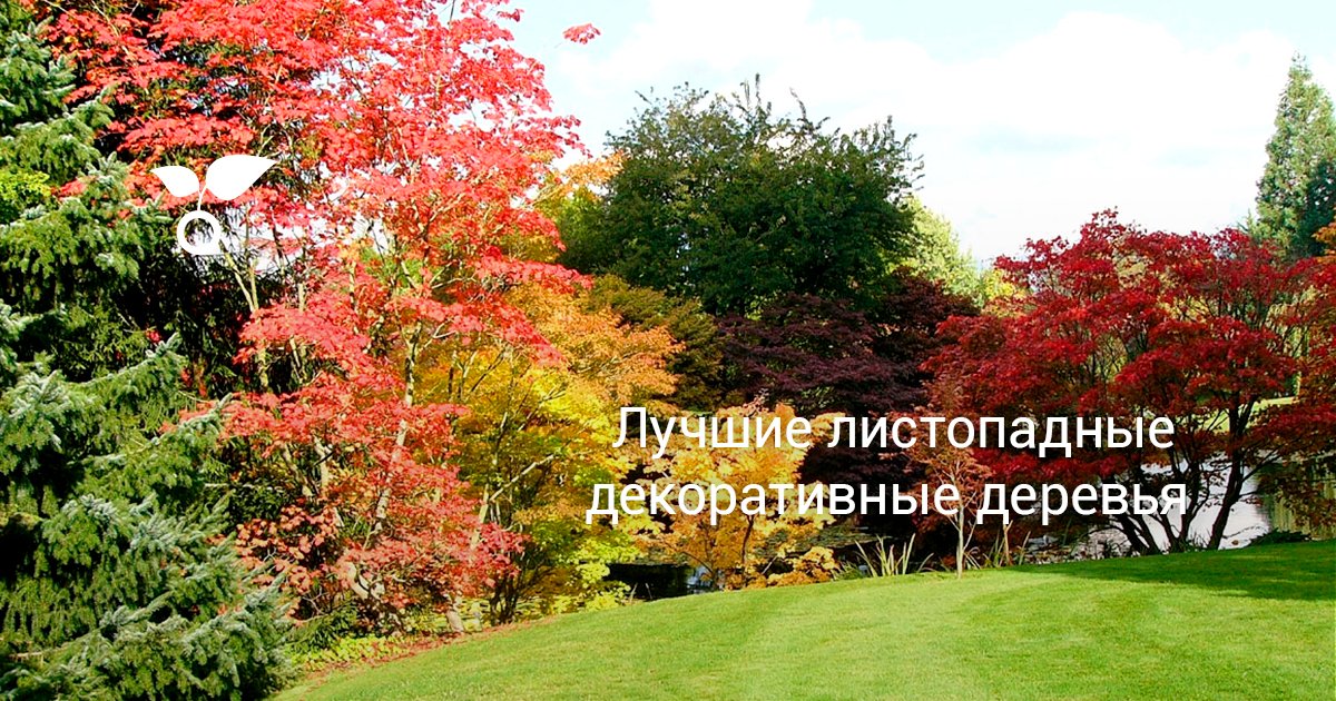 Лучшие листопадные декоративные деревья. Описание. Основы ухода. Фото ...
