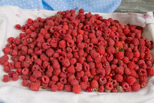 Собранные ягоды выкладываем на ткань