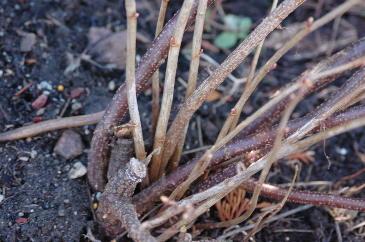 Как правильно омолодить кусты смородины? Омолаживающая обрезка осенью. Фото— Ботаничка