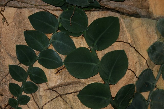 Рафидофора – растение мощное и быстро растущее, требующее регулярной обрезки