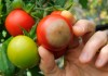 Вершинная гниль томатов — профилактика и способы борьбы