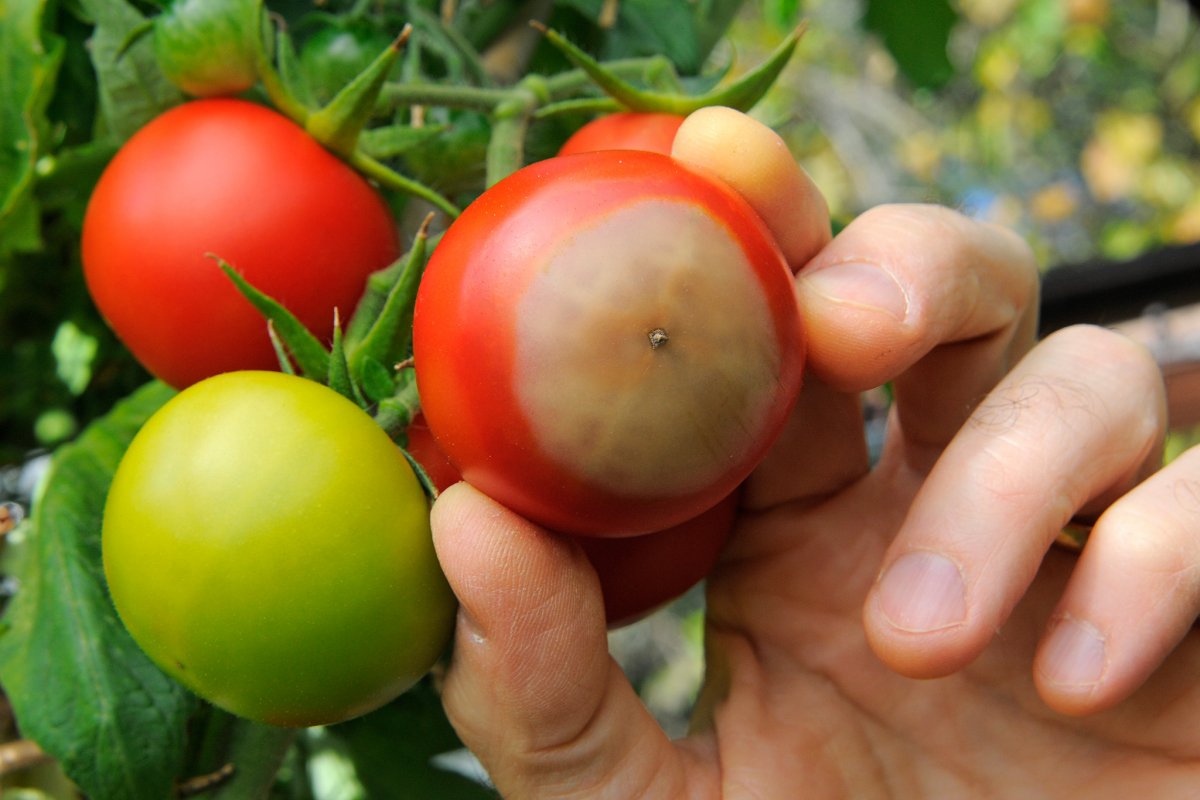 Вершинная гниль томатов — профилактика и способы борьбы. Фото — Ботаничка