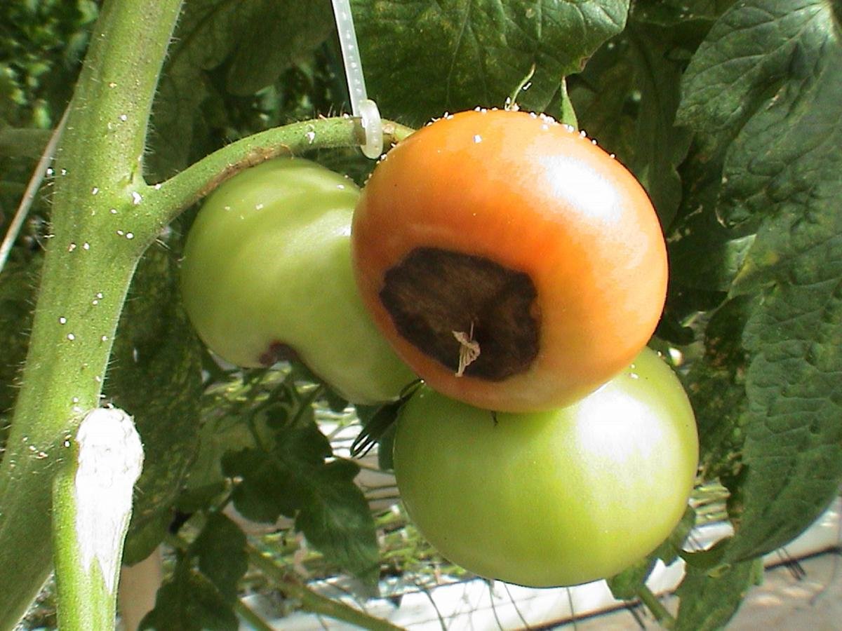Прикорневая гниль у томатов фото