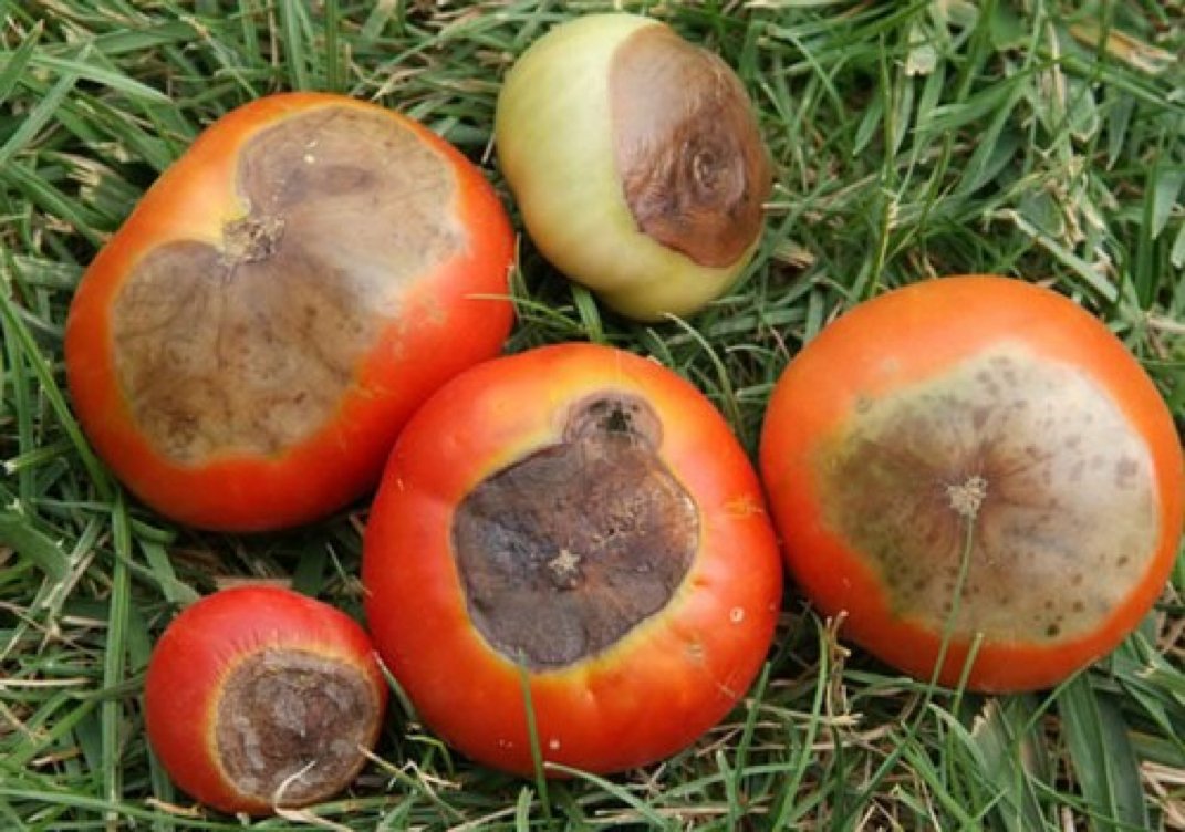 Причины появления и профилактика вершинной гнили на помидорах в теплице