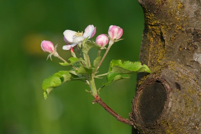 Профилактические обработки яблони весной от болезней и вредителей можно проводить строго до или после цветения