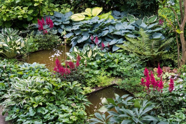 Среди растений, способных цвести в тени, не так уж и мало красивоцветущих культур, самая известная - астильба