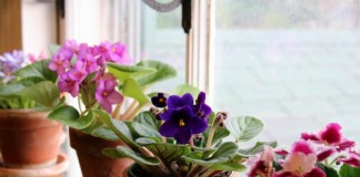 5 лучших цветущих комнатных растений для северных окон
