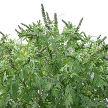 Амброзия полыннолистная (Ambrosia artemisiifolia L., 1753)