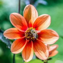 Однорядная георгина (Sin, Single-flowered dahlias)