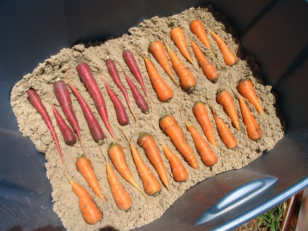 Как хранить зимой морковь в песке?