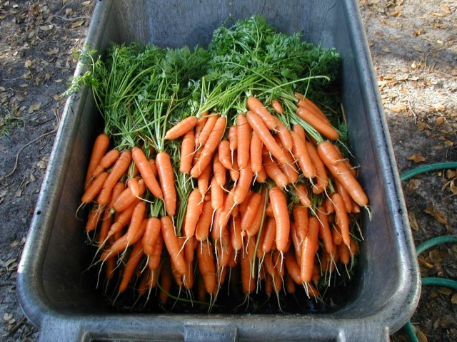 Для длительного хранения подходят далеко не все сорта моркови