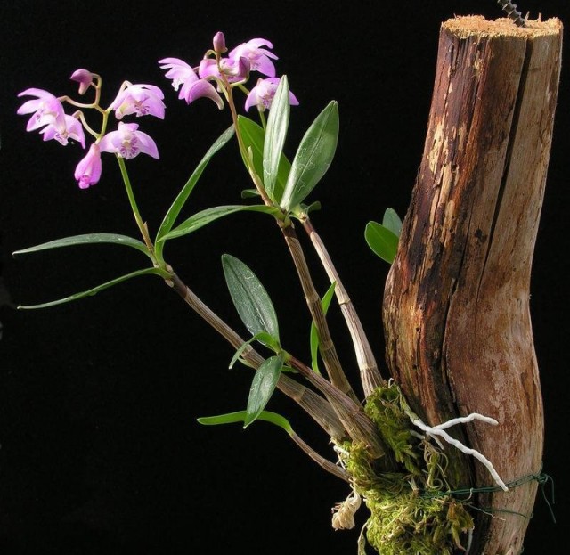 Выращивание орхидеи беспочвенным способом, на кусках коры – один и наиболее эффектных вариантов