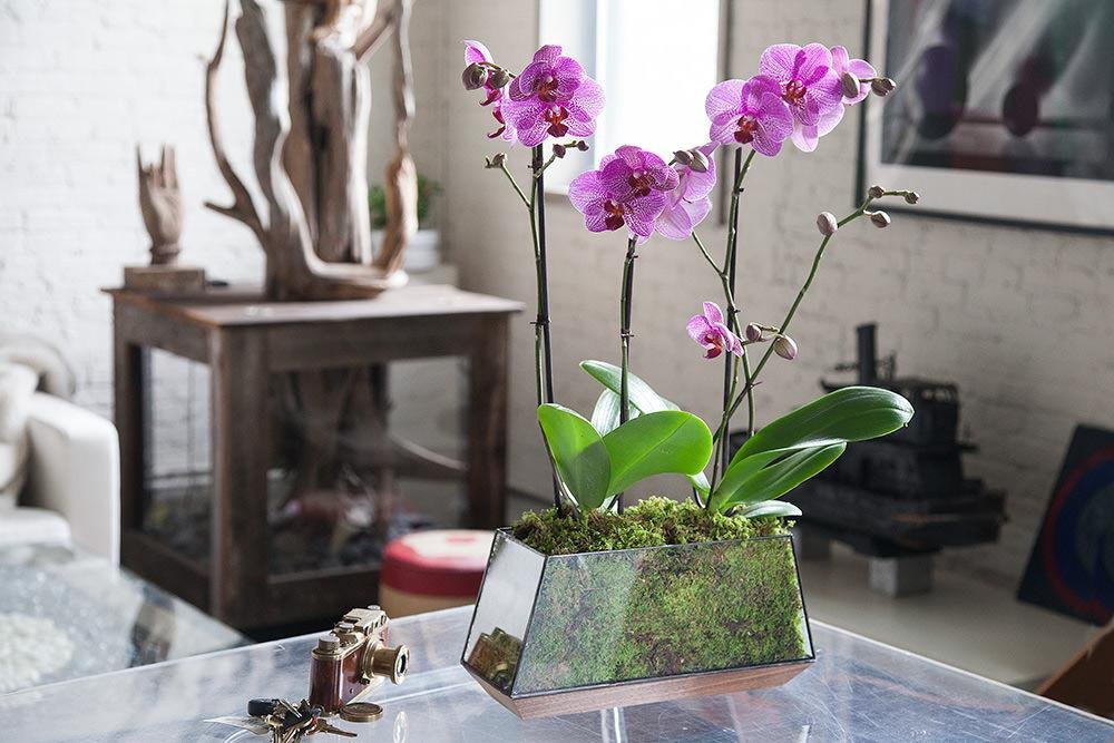 Как правильно пересаживать орхидеи: пошаговая инструкция