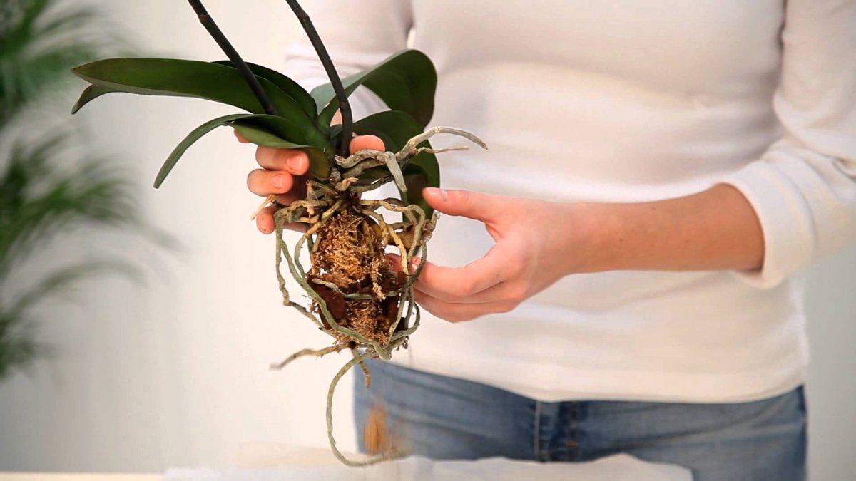 Пересадки орхидеи фаленопсис в домашних условиях: советы, видео