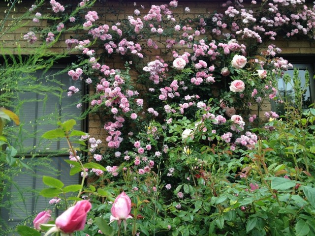 Плетистая роза клаймер на стене дома