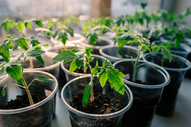 Обеспечьте каждому саженцу томата достаточно места для нормального роста, развития и разветвления