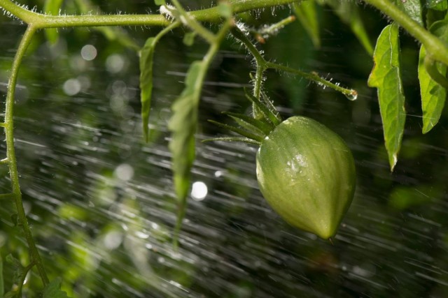 Пока плоды томатов только формируются, поливайте растения обильно и регулярно