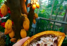 Шоколадное дерево в комнате — особенности выращивания какао