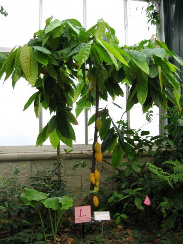 Какао-деревья - одни из самых сложных в выращивании и сохранении видов плодоносных растений