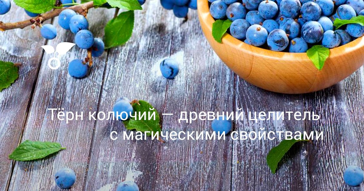 Уход за терном в разные сезоны