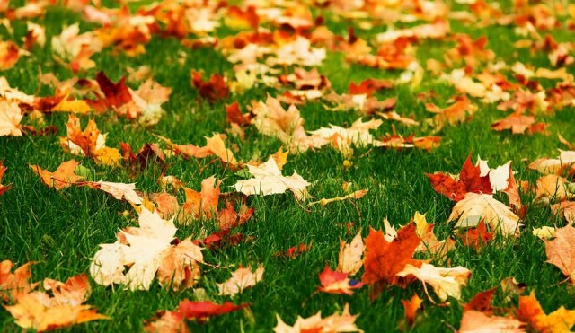 Если не собрать опавшие листья на газоне, то под слоем растительных остатков он в течение зимы будет выпревать