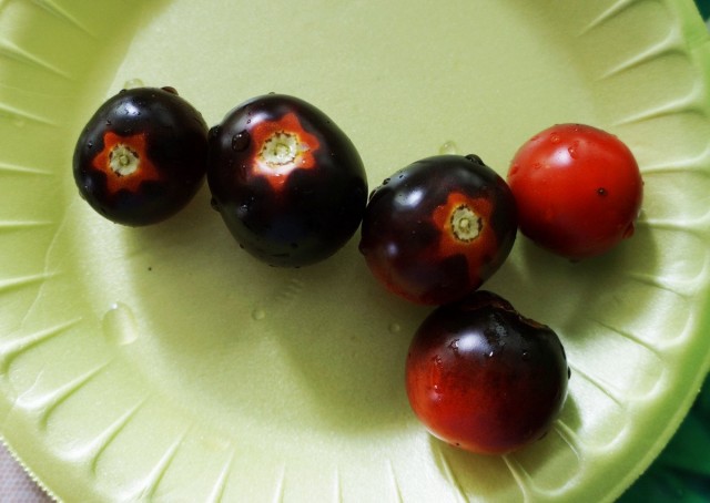 Фиолетовые томаты «Блеве П-20»