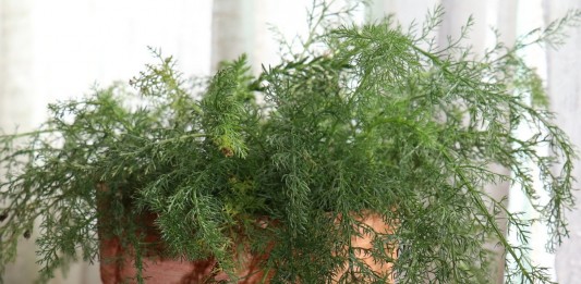 Тысячелистник обыкновенный (Achillea millefolium L.)