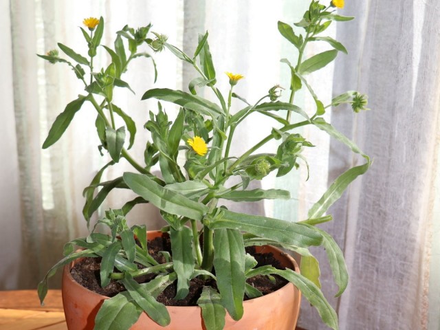 Календула полевая (Calendula arvensis)