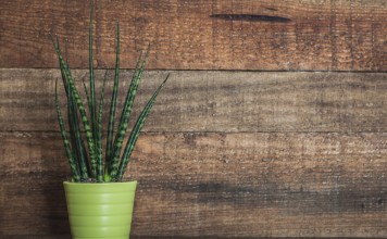 Сансевиерия цилиндрическая, или Цилиндрика (Sansevieria cylindrica)