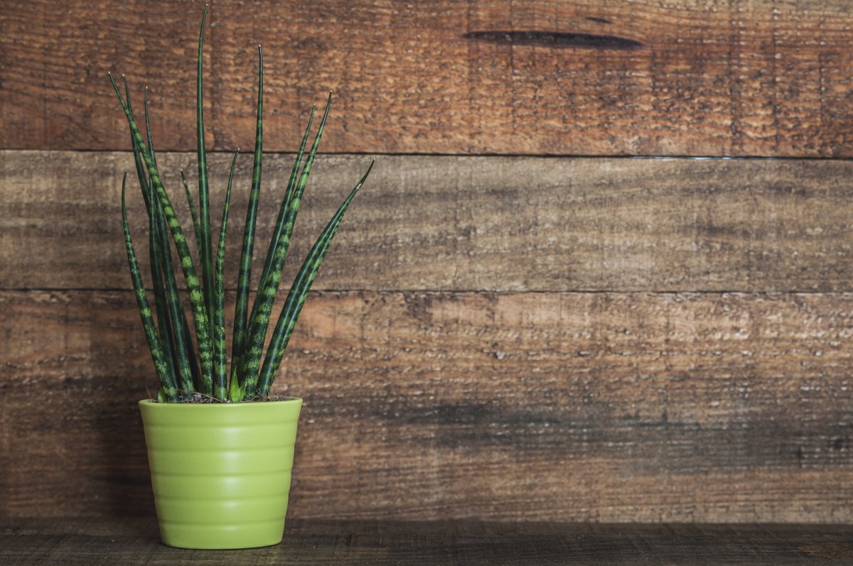 Сансевиерия цилиндрическая — самое простое в уходе комнатное растение.  Выращивание в домашних условиях. Фото — Ботаничка