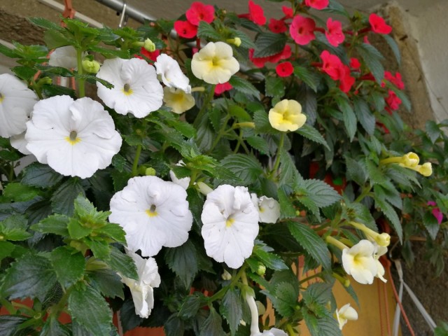 Ахименес обильно цветёт с июля и до сентября, хотя многие гибриды способны цвести на протяжении более трех месяцев